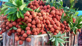 Bộ Công Thương hỗ trợ thúc đẩy tiêu thụ quả vải