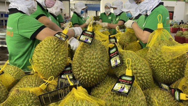 Xuất khẩu sầu riêng: Từ ‘cơn sốt’ tỷ đô đến hành trình bền vững