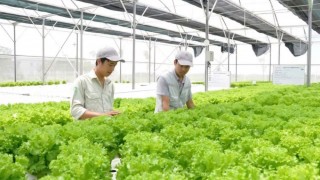 TP. Hồ Chí Minh: Ứng dụng công nghệ cao vào sản xuất nông nghiệp