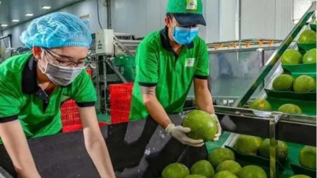 Bưởi, chanh Việt Nam rộng cửa vào thị trường Trung Quốc