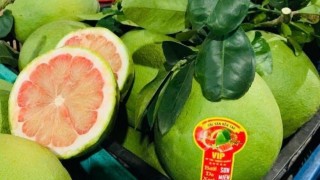 Nỗ lực đưa loại trái cây tươi thứ 6 của Việt Nam chinh phục thị trường Úc