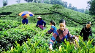 Xuất khẩu chè Việt Nam quý I/2026: Tăng trưởng chững lại trong bối cảnh nhiều thách thức