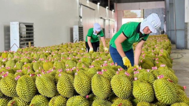 Dán tem truy xuất nguồn gốc trái cây: “Tấm hộ chiếu” nâng tầm giá trị xuất khẩu