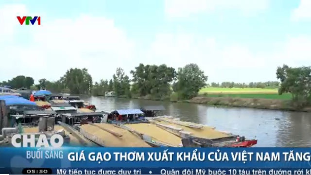 Giá gạo dự báo tiếp tục tăng