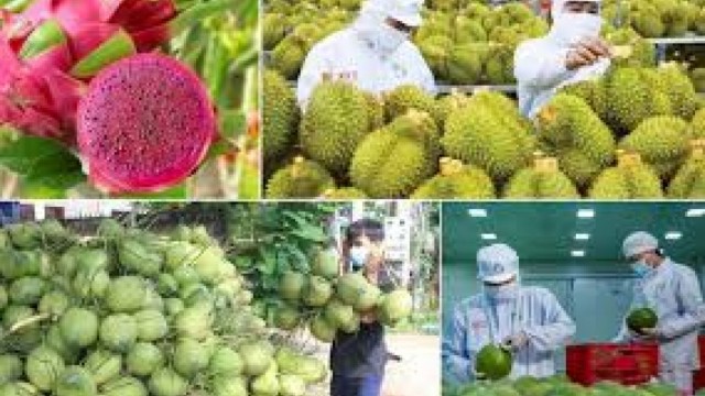 Xuất khẩu rau quả ghi nhận dấu hiệu tích cực ngay từ những tháng đầu năm
