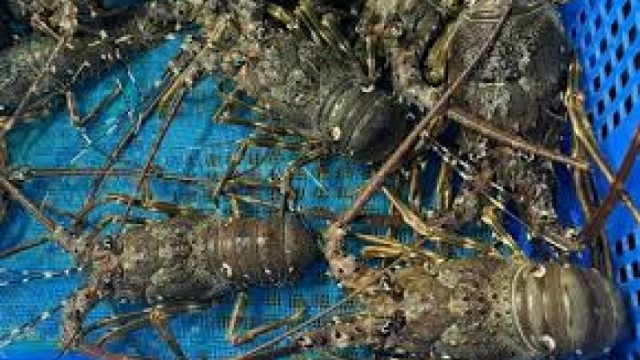 Việt Nam là nhà cung cấp tôm hùm số 1 cho Trung Quốc