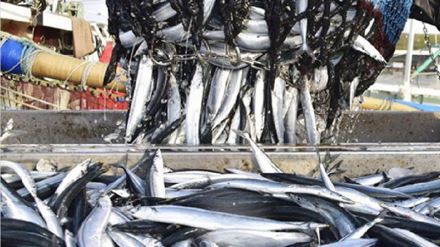 Bản tin Thị trường nông, lâm, thủy sản số ra ngày 12/1/2026