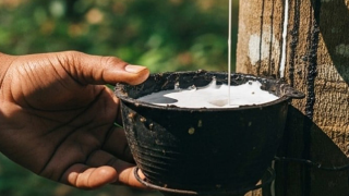 Bản tin Thị trường nông, lâm, thủy sản số ra ngày 22/12/2025