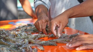 Xuất khẩu tôm Indonesia: Biến động mạnh và những tín hiệu đáng chú ý