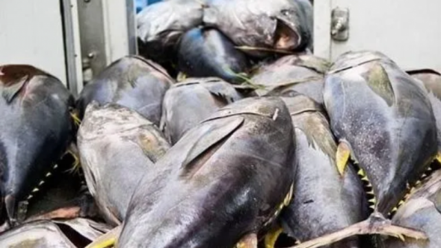 Xuất khẩu cá ngừ lấy lại đà tăng trưởng