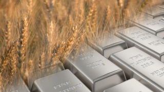 Giá bạch kim lao dốc, lúa mì ‘nóng’ dần theo vụ mùa Mỹ