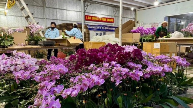 Tận dụng FTA thế hệ mới: Ngành rau - hoa Lâm Đồng cần chuẩn bị gì?