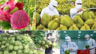 Tổng hợp, phân tích, đánh giá tình hình thực thi hiệp định EVFTA trong hoạt động xuất khẩu Rau quả của việt nam sang thị trường EU trong 8 tháng đầu năm 2025