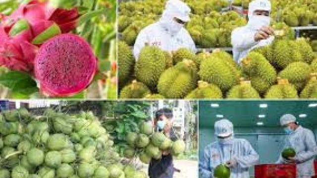 Tổng hợp, phân tích và cung cấp thông tin về tình hình hợp tác, giao thương đối với mặt hàng Rau quả của Việt Nam với thị trường CPTPP trong 10 tháng đầu năm 2025