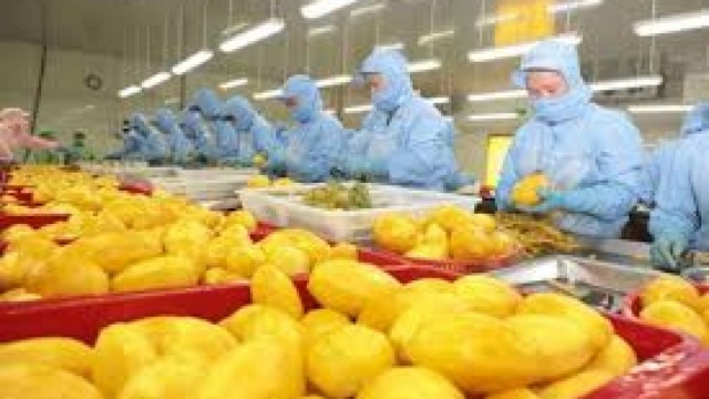 Tổng hợp, phân tích, đánh giá tình hình thực thi hiệp định EVFTA trong hoạt động xuất khẩu Rau quả của việt nam sang thị trường EU trong 9 tháng đầu năm 2025