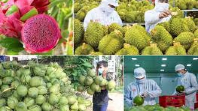 Tổng hợp, phân tích và cung cấp thông tin về tình hình hợp tác giao thương đối với mặt hàng Rau quả của Việt Nam với thị trường cptpp trong 6 tháng đầu năm 2025