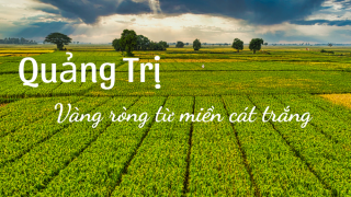 Vàng ròng từ miền cát trắng
