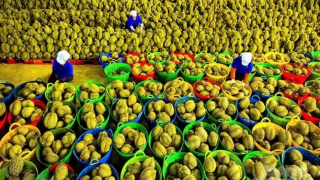 Rau quả Việt Nam hướng tới kỷ lục hơn 8 tỷ USD trong năm 2025