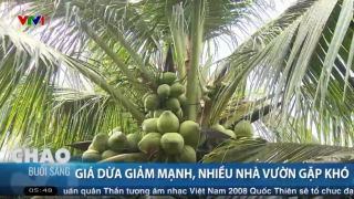 Tăng tính cạnh tranh cho ngành dừa