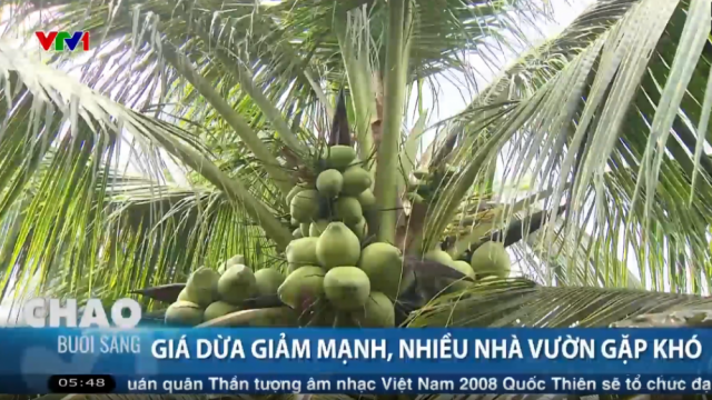 Tăng tính cạnh tranh cho ngành dừa