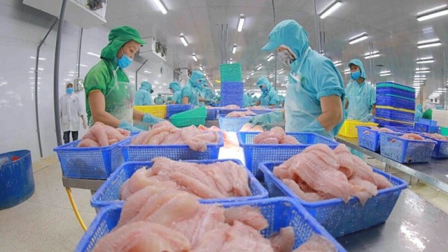 Xuất khẩu cá tra tháng 10/2025: Tăng trưởng tích cực, thị trường Trung Quốc dẫn đầu đà phục hồi