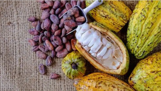 Ca-cao rớt giá, ngô phục hồi nhẹ