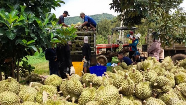 Xuất khẩu nông sản sang Trung Quốc: Nắm vững Lệnh 280 để tránh rủi ro