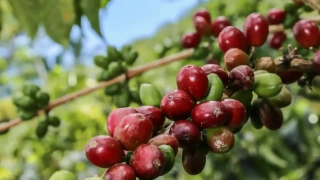 Giá cà phê hôm nay 8/9/2025: nhận định cà phê tuần này, liệu còn giảm tiếp