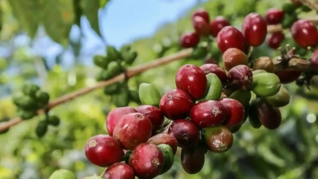 Giá cà phê hôm nay 8/9/2025: nhận định cà phê tuần này, liệu còn giảm tiếp