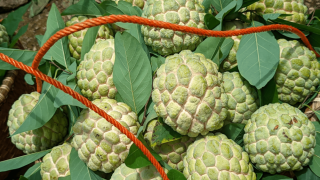 Thương hiệu Na Chi Lăng và khát vọng vươn xa