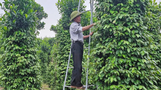 Giá tiêu hôm nay 27/8/2025: trong nước tăng nhẹ, giá tiêu trắng Việt Nam xuất khẩu thêm 200 USD/tấn