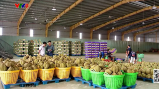 Giá sầu riêng xuất khẩu tăng trở lại