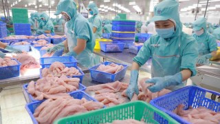 Thị trường nội địa: Một phần không thể thiếu trong chiến lược phát triển bền vững ngành cá tra