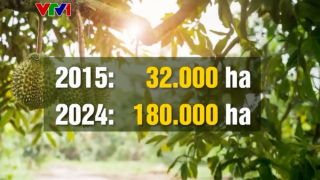 Xuất khẩu sầu riêng tăng kỷ lục trong 10 năm