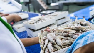 EU – Điểm tựa tăng trưởng mới cho tôm Việt giữa bối cảnh biến động thuế quan 