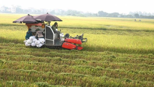 Xuất khẩu gạo chịu áp lực lớn bởi nguồn cung và biến động giá