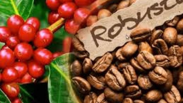 Giá cà phê Robusta xuống mức đáy hơn 6 tháng