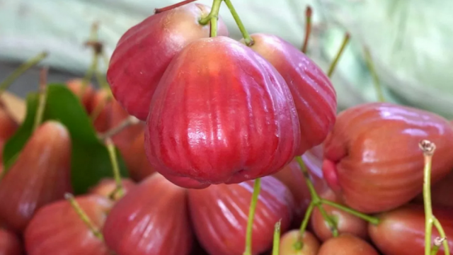 Nhiều nông dân Sóc Trăng 'đổi đời' từ cây mận OCOP