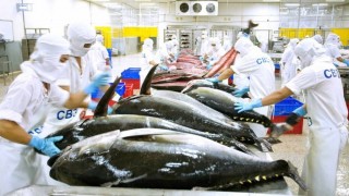 Cá ngừ Việt Nam cần mở rộng xuất khẩu sang các thị trường mới 