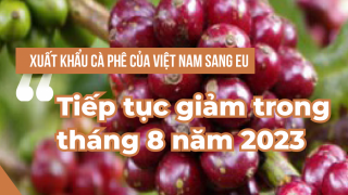 Xuất khẩu Cà phê của Việt Nam sang EU tiếp tục giảm trong tháng 8 năm 2023