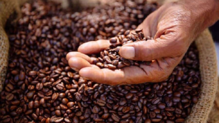 Tồn kho tiếp tục giảm sâu có thể hỗ trợ giá cà phê tăng