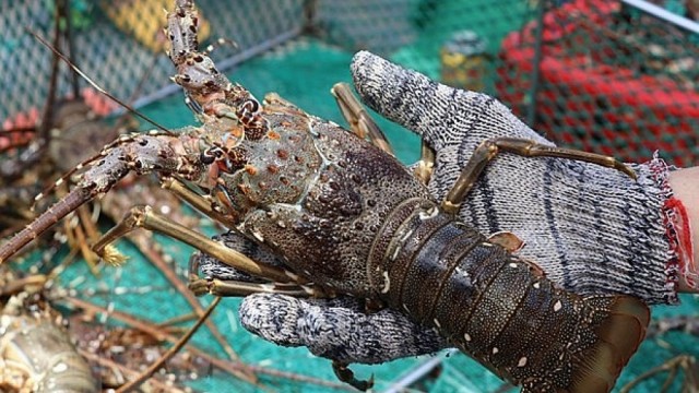 Thông tin mới nhất về ách tắc xuất khẩu tôm hùm bông sang Trung Quốc