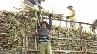 Giá mía tăng cao kỷ lục