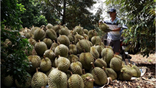 Liên kết để tăng giá trị nông sản