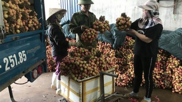 Hải Dương: Vải Thanh Hà thu hoạch sớm mất mùa nhưng được giá