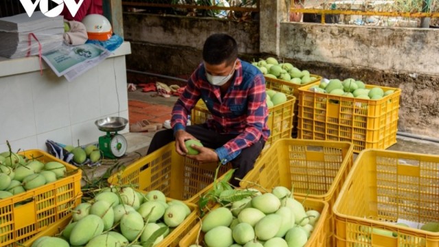 Hội Ngành hàng Xoài Đồng Tháp sẽ xây dựng chuỗi liên kết 4 nhà