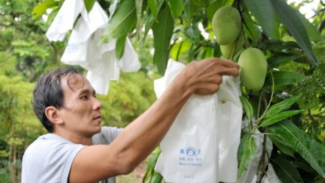 Địa phương tự quản lý mã số vùng trồng, cơ sở đóng gói nông sản phục vụ xuất khẩu