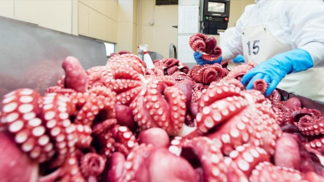 Năm 2022 Nhật Bản tăng 77% khối lượng nhập khẩu bạch tuộc đông lạnh Việt Nam