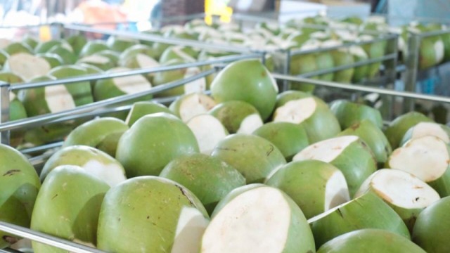 Đề nghị Trung Quốc mở cửa với trái dừa tươi Việt Nam