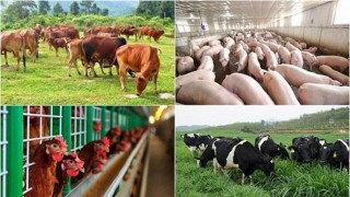 Giá nông sản thế giới giảm giúp giải tỏa sức ép ngành chăn nuôi